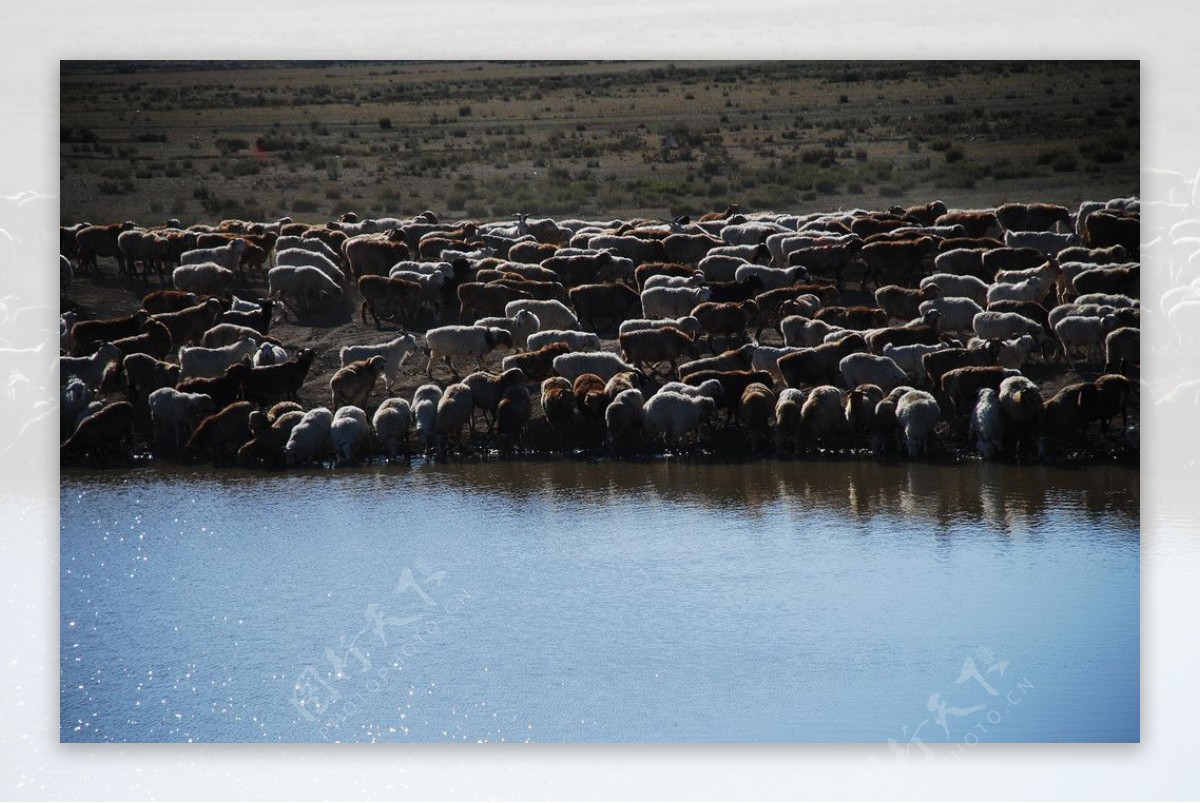草原羊群图片