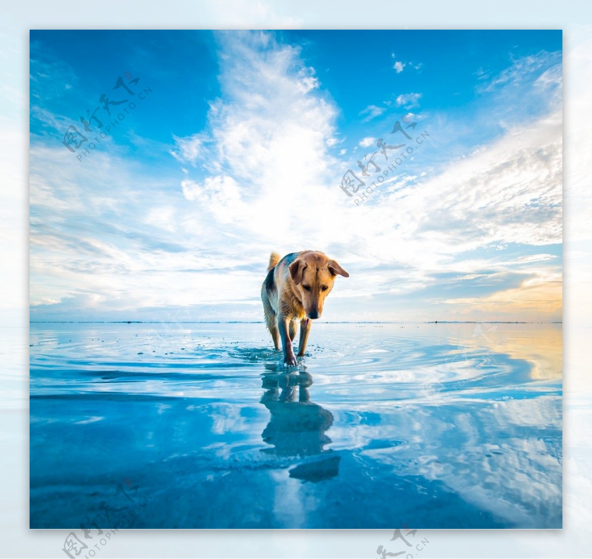 海面行走的狗图片