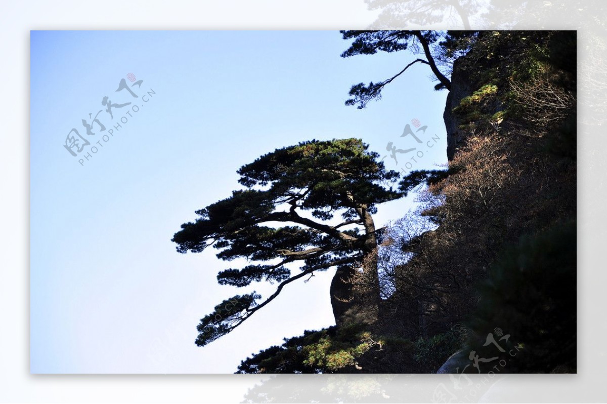 黄山松图片