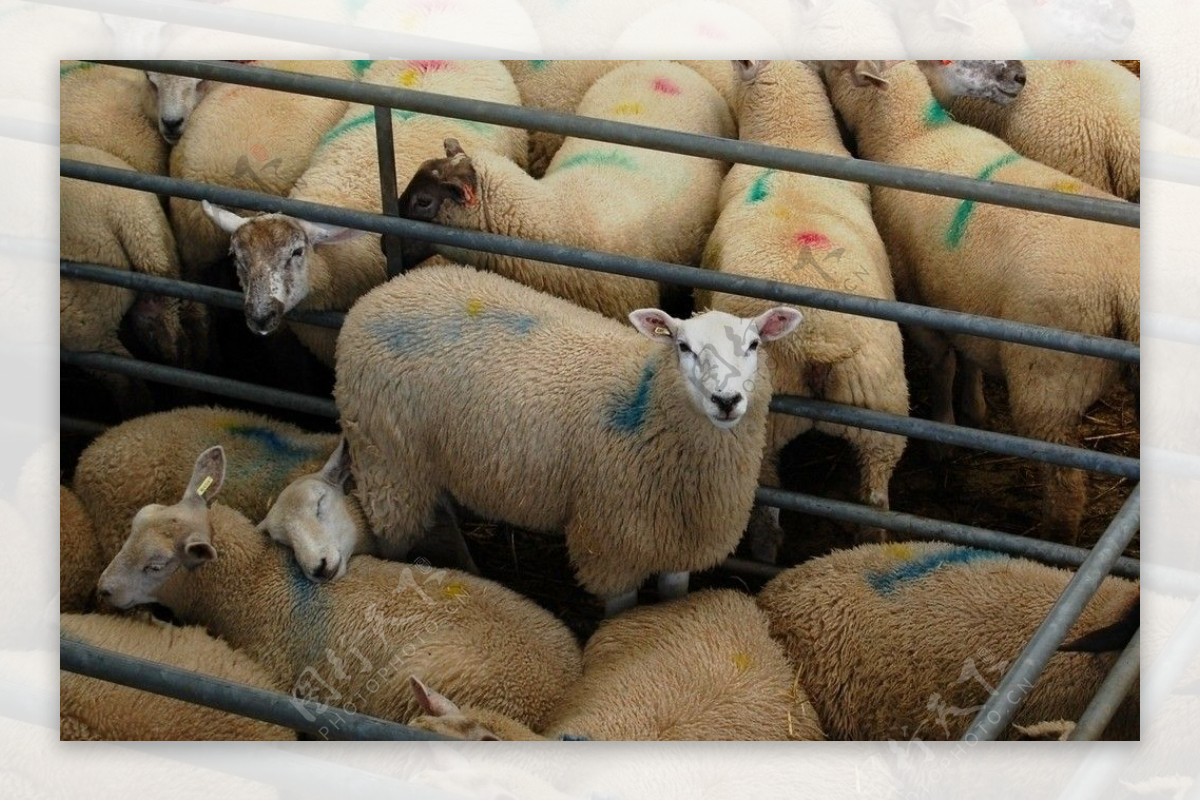 牧场羊群图片