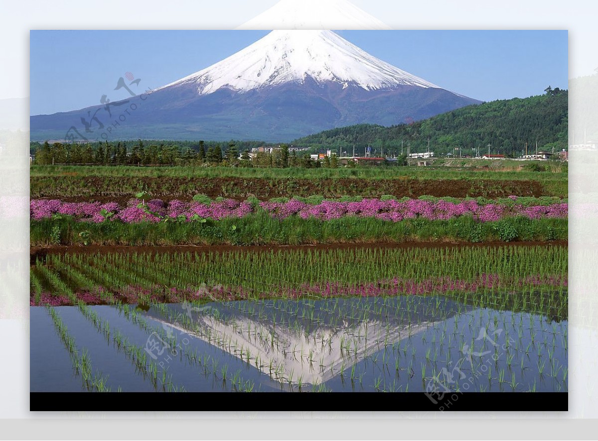 日本富士山下的田野风光图片