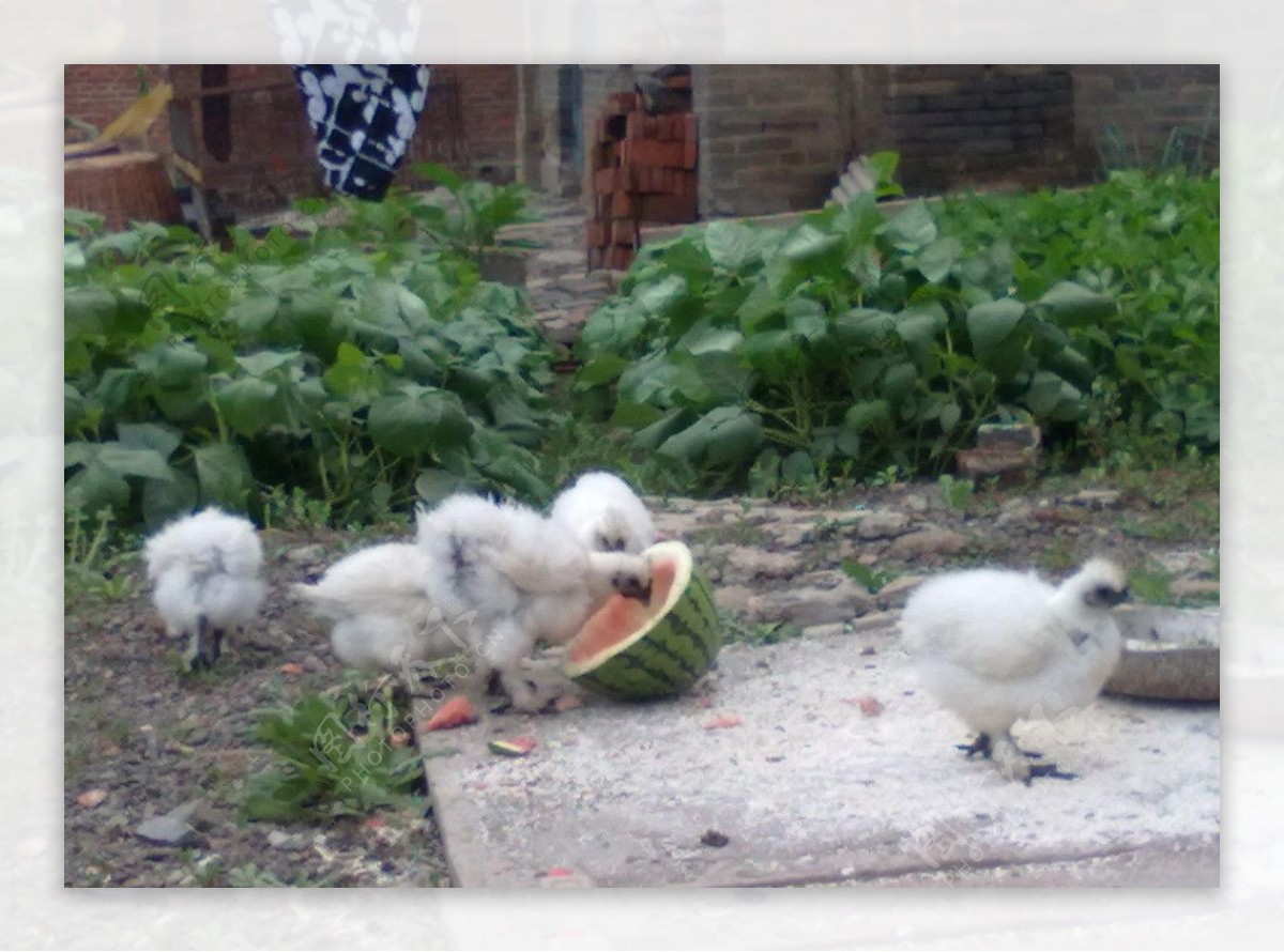 农村小院小鸡吃食图片