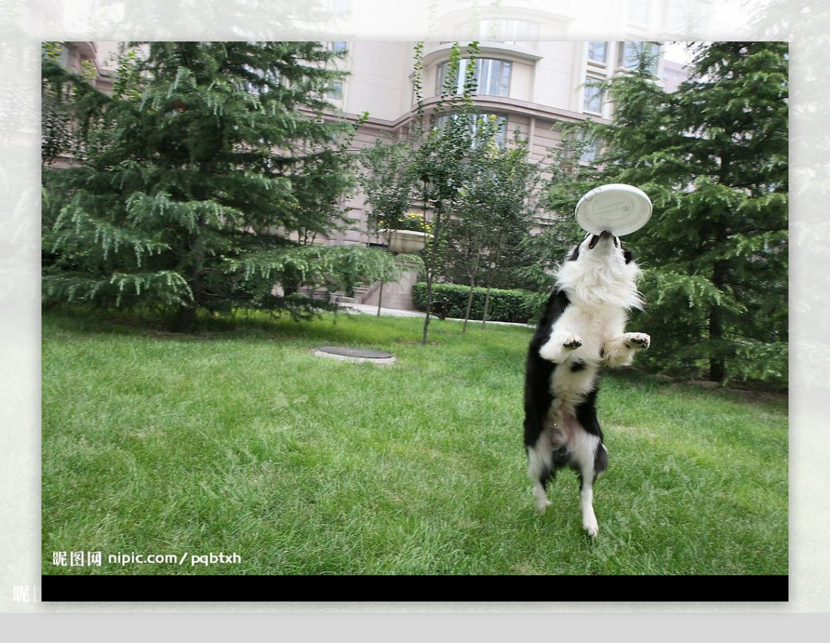边境牧羊犬在草坪上扑飞盘图片下载 - 觅知网