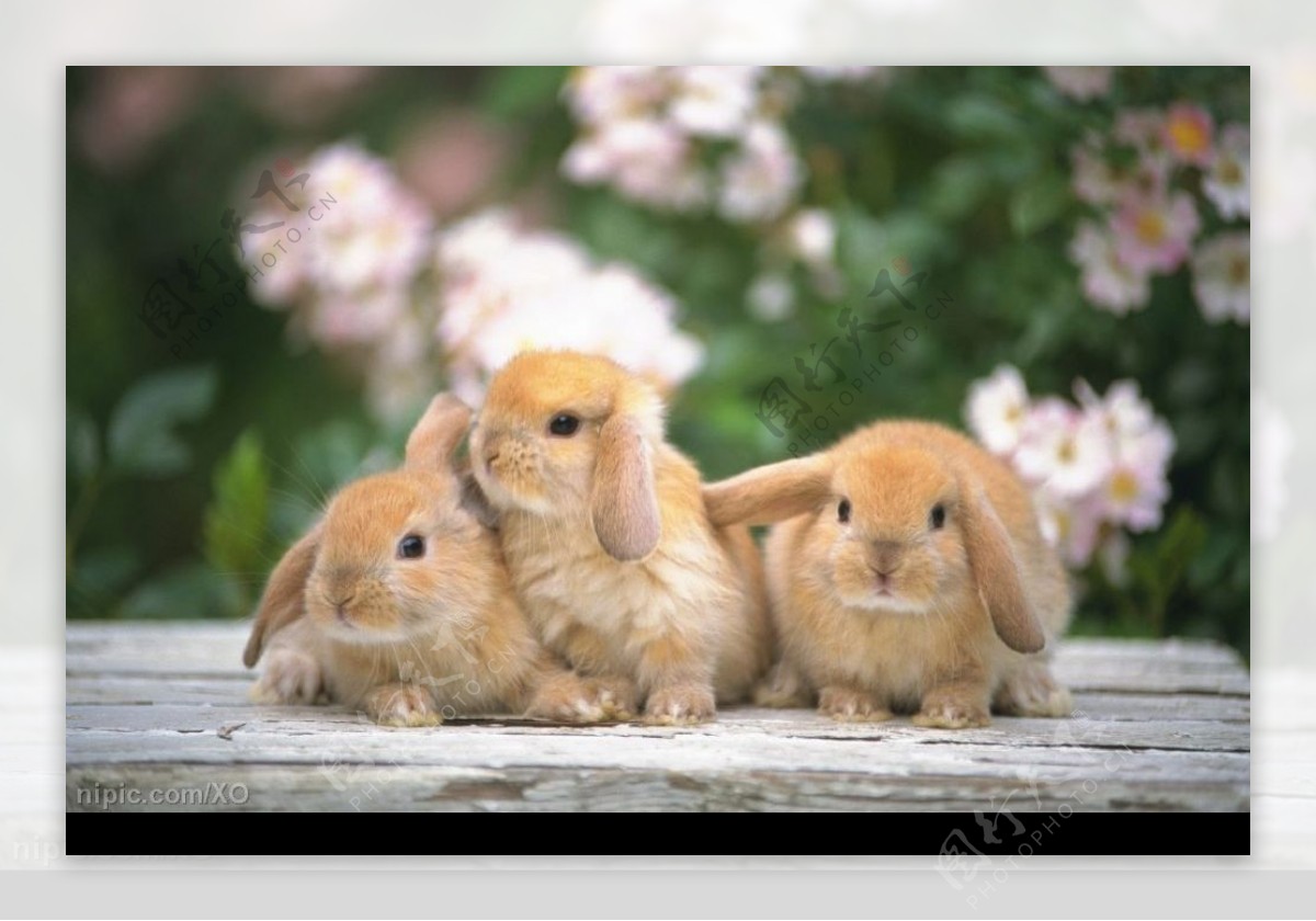 可爱宠物兔图片