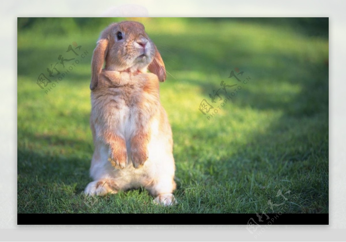 兔子站立图片