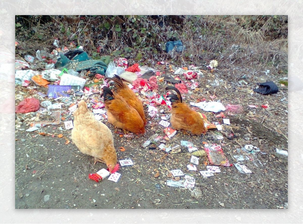 家鸡垃圾堆吃食图片