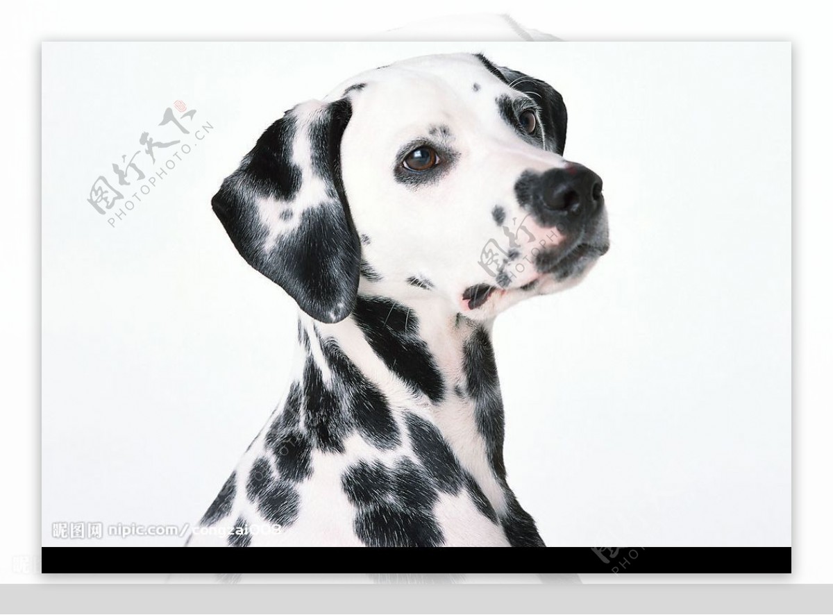 狗 动物 斑点狗 - Pixabay上的免费照片 - Pixabay