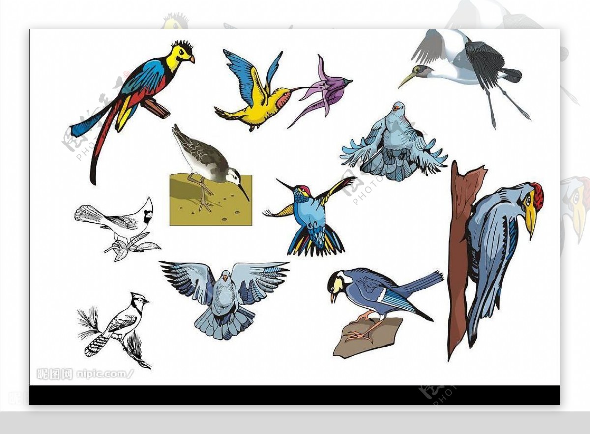 精选CorelDARW矢量图各种鸟02图片