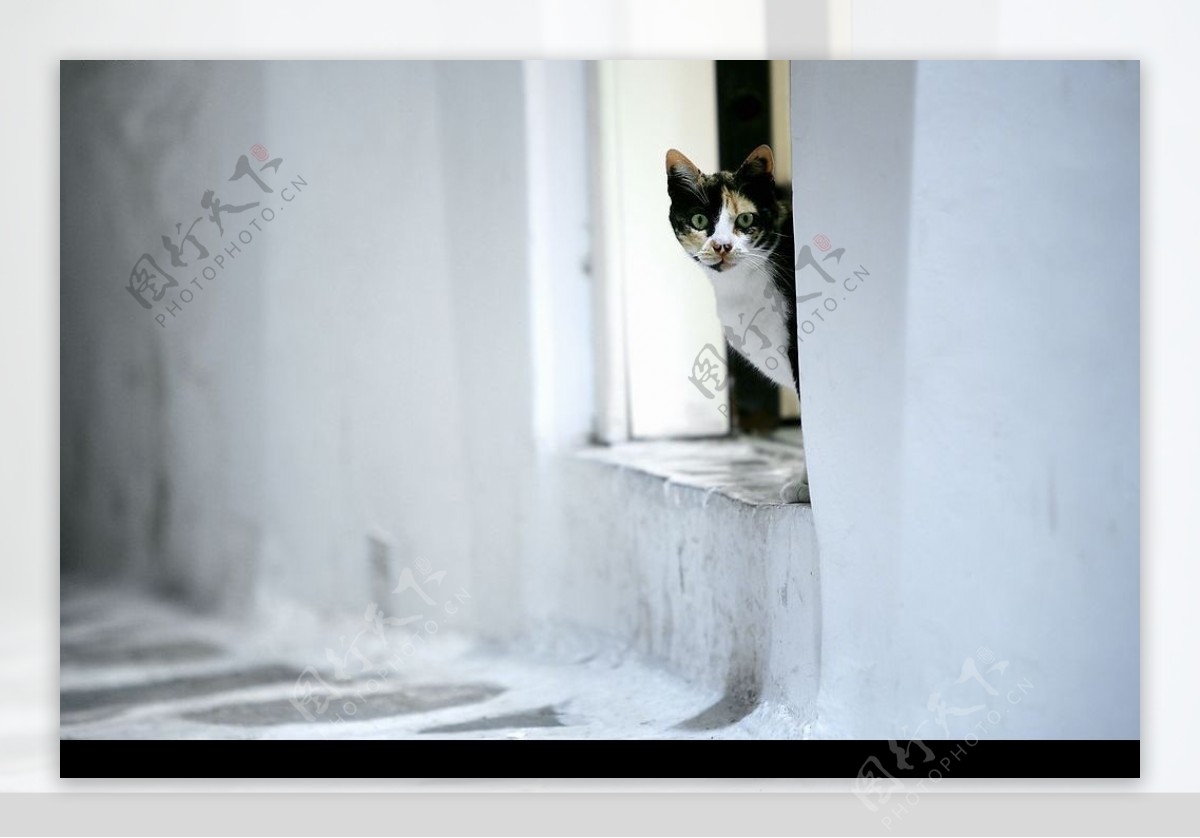 窗台上的猫图片