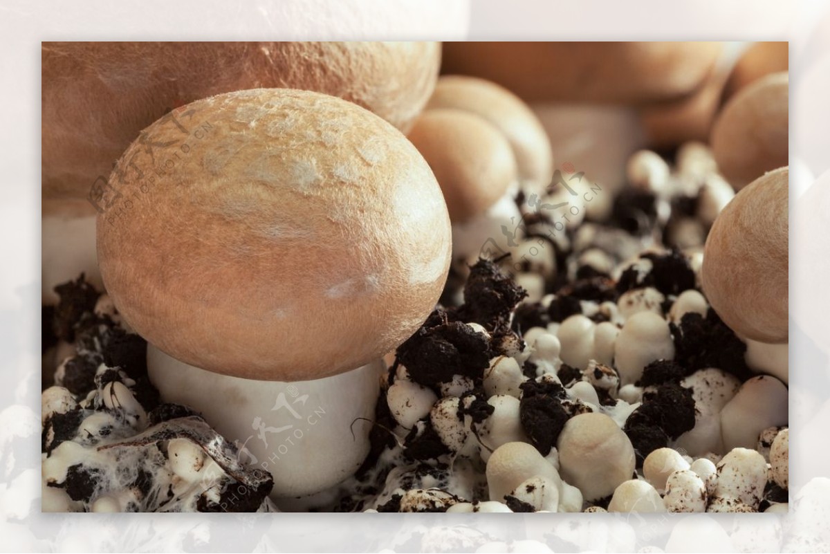 新鲜的大蘑菇高清摄影图片
