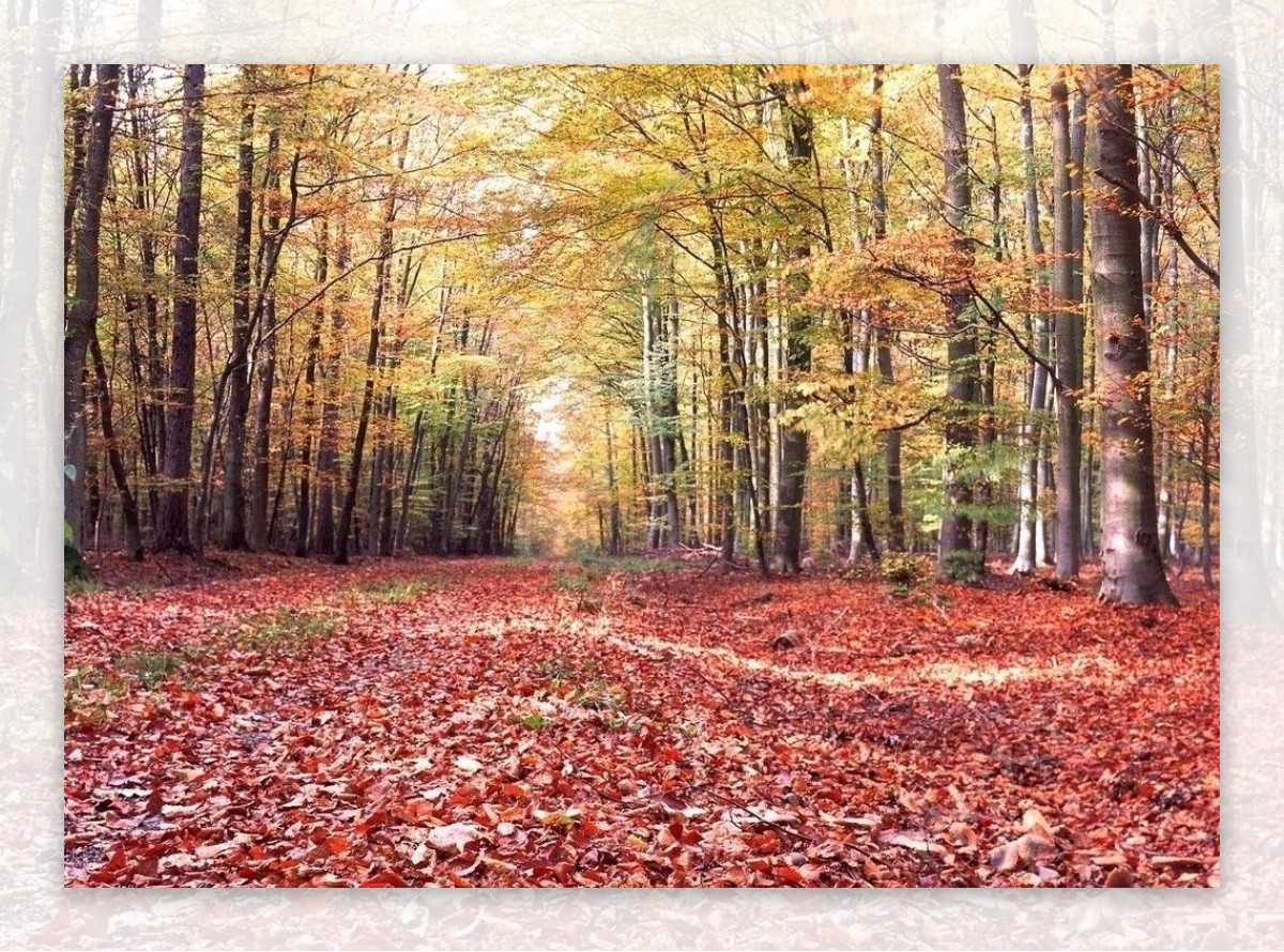 秋天落叶覆盖的小径图片