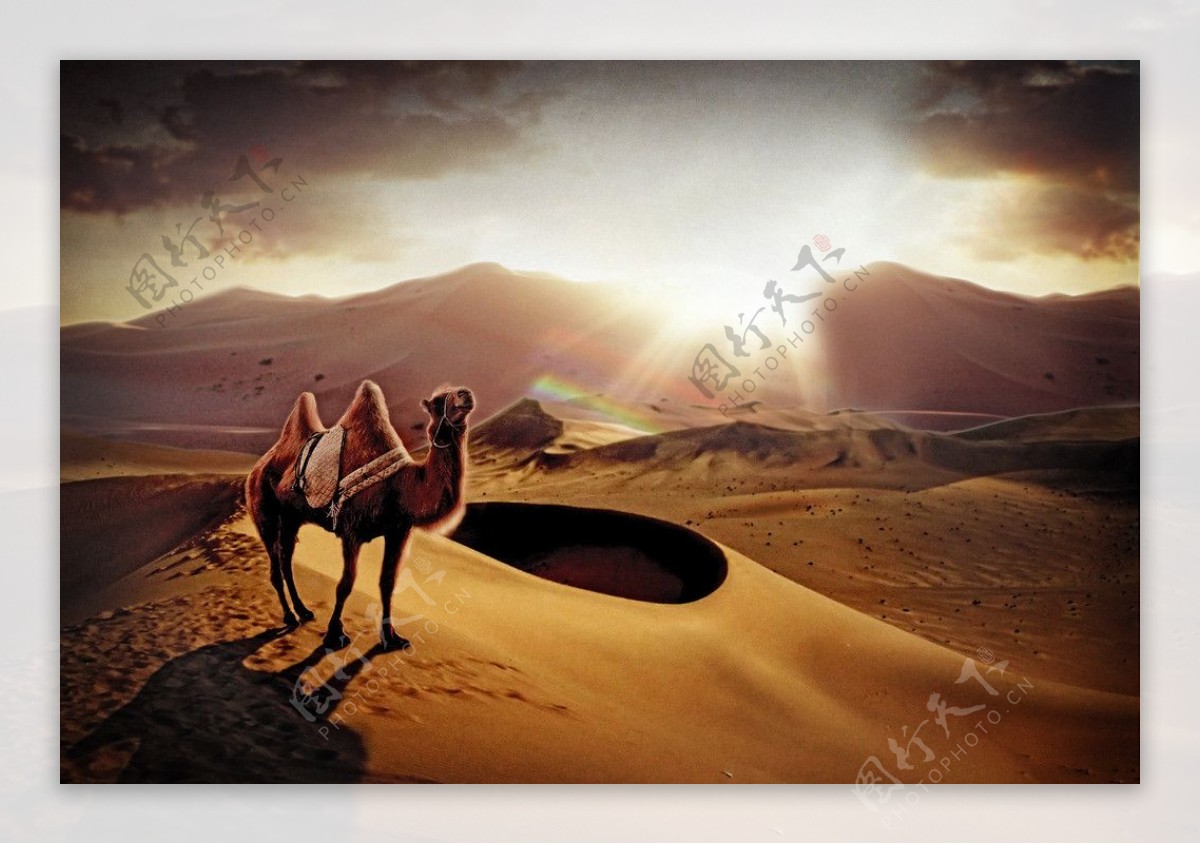 夕阳落日下的骆驼图片