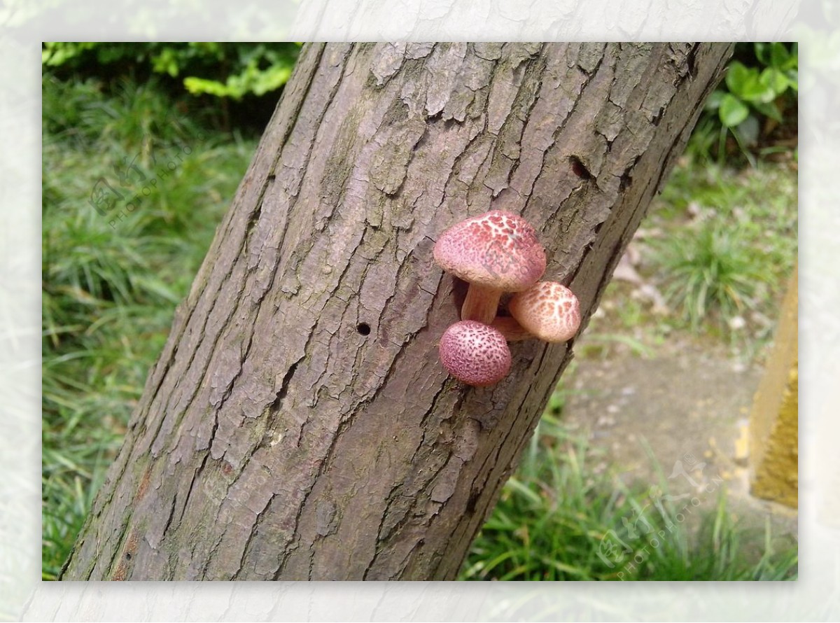 粉色小菇图片