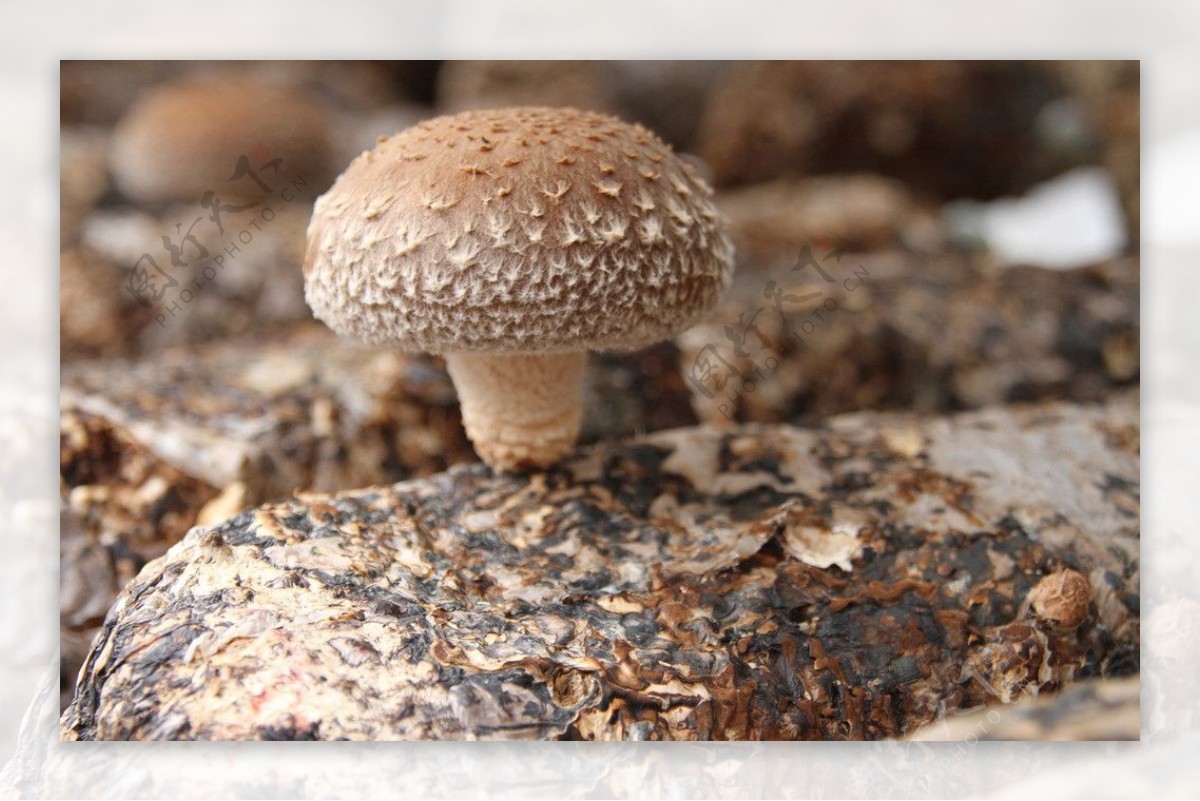 花菇 厚菇 香菇菌棒优质高产食用菌系列 富菌公司技术支持-阿里巴巴