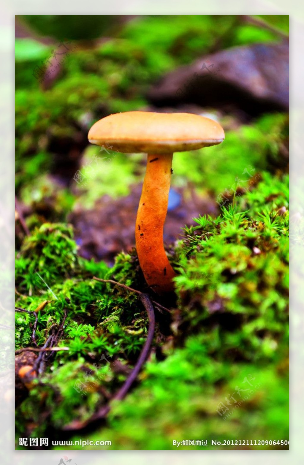 蘑菇图片素材-编号10019242-图行天下