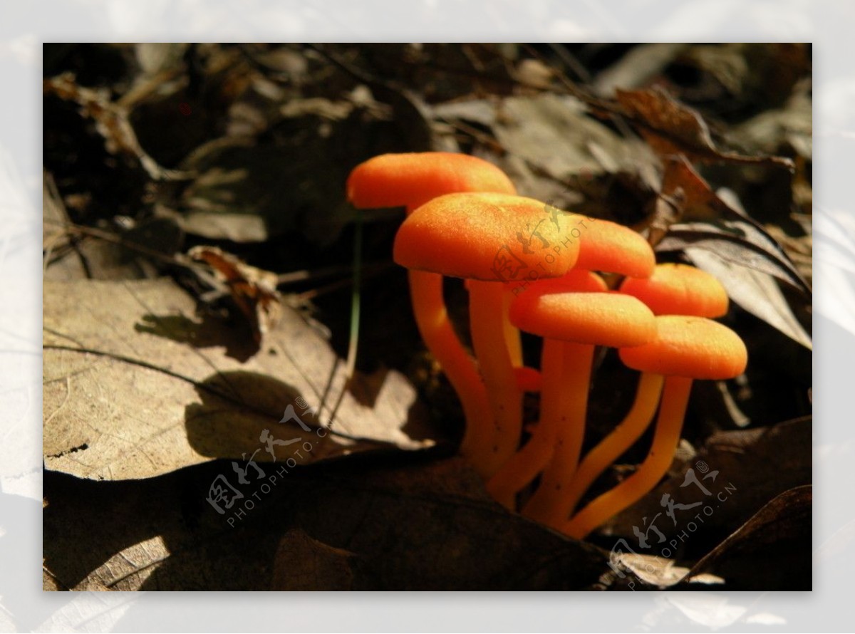 草堆里桔色小蘑菇图片