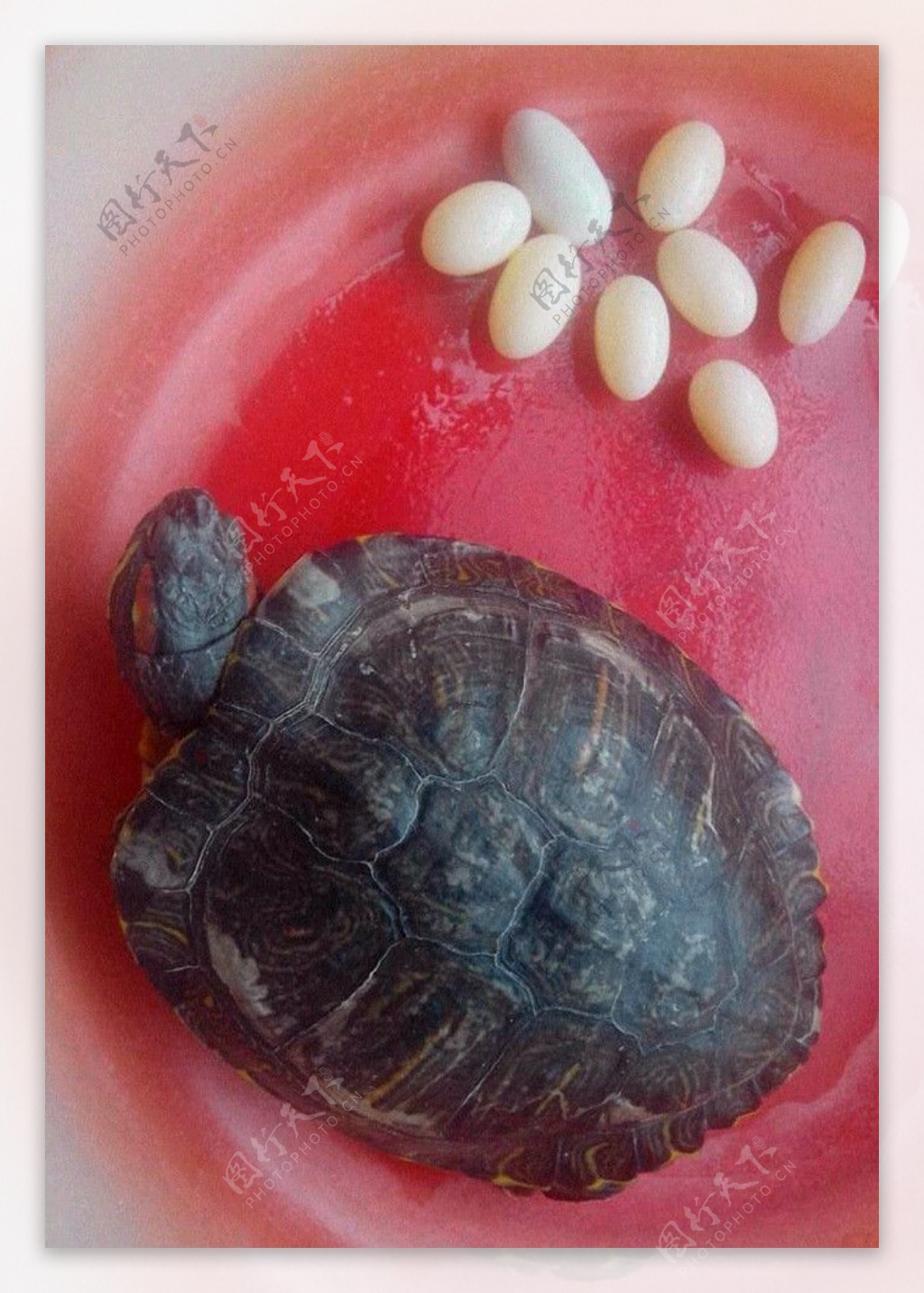 乌龟妈妈和龟宝宝图片