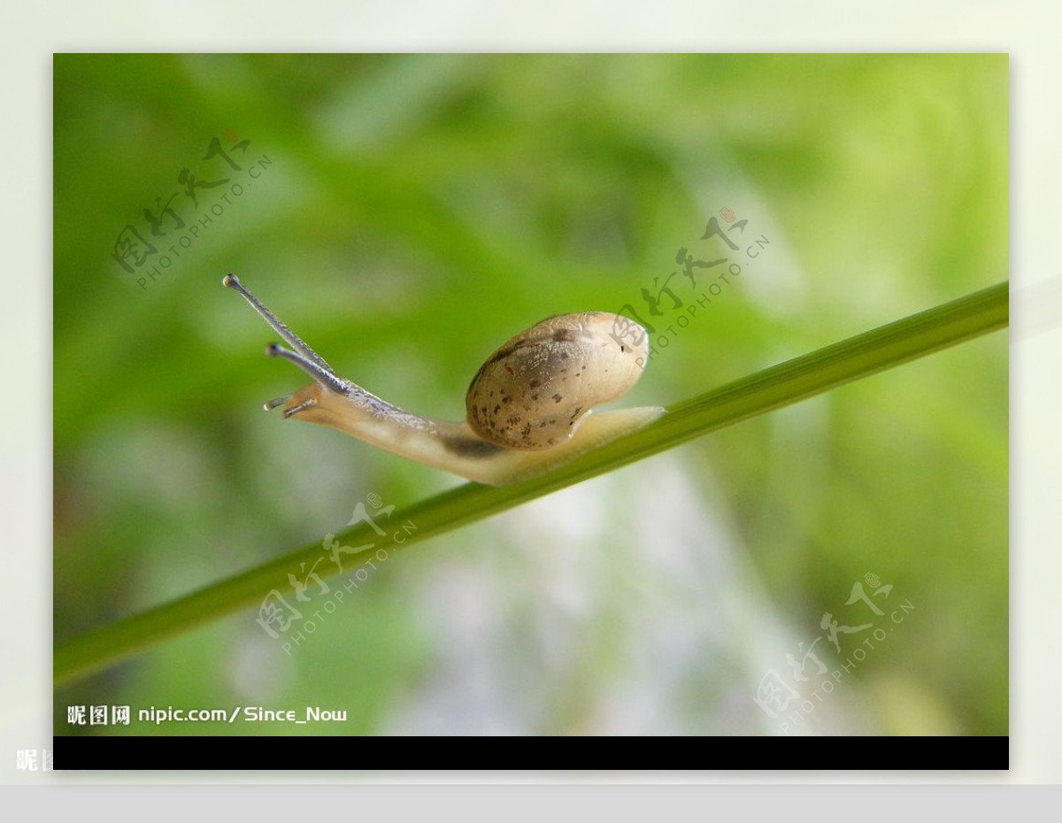 小小蜗牛图片