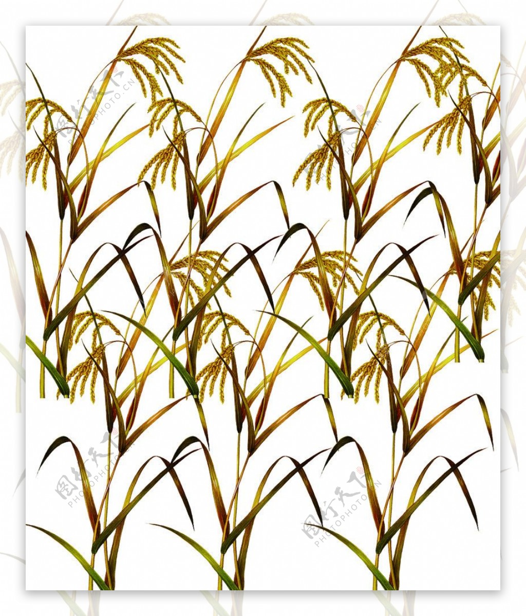 麦黄的稻子图片