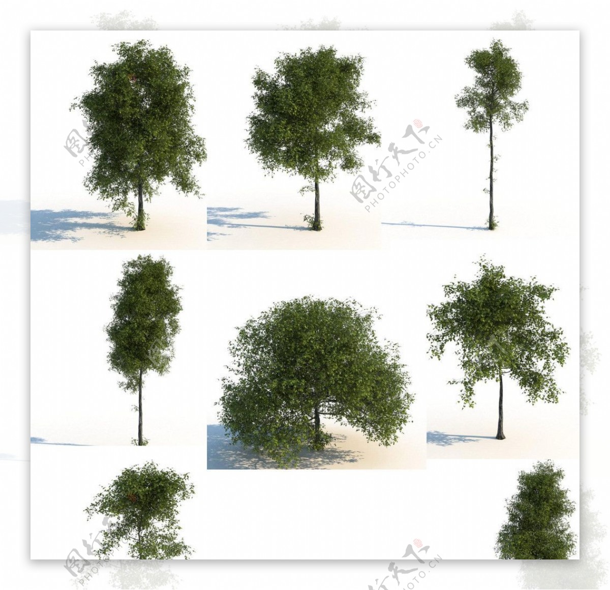 夏季树图片