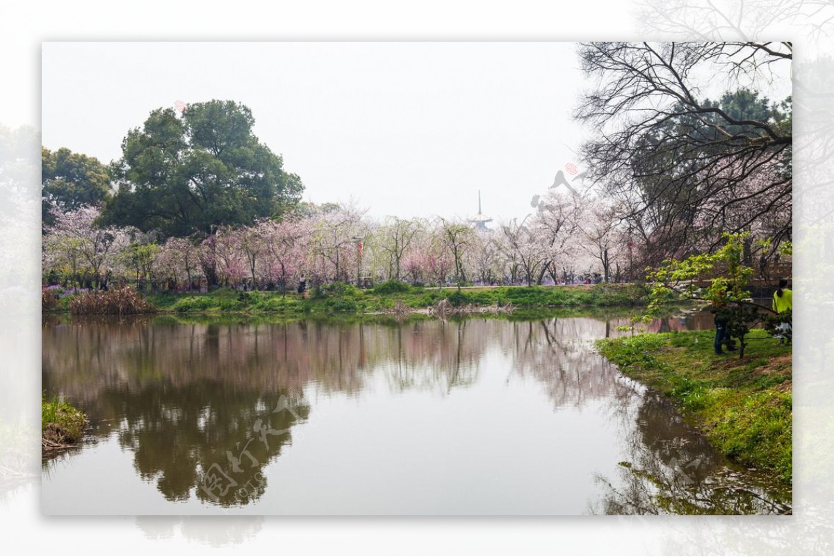 东湖风景区樱花节图片