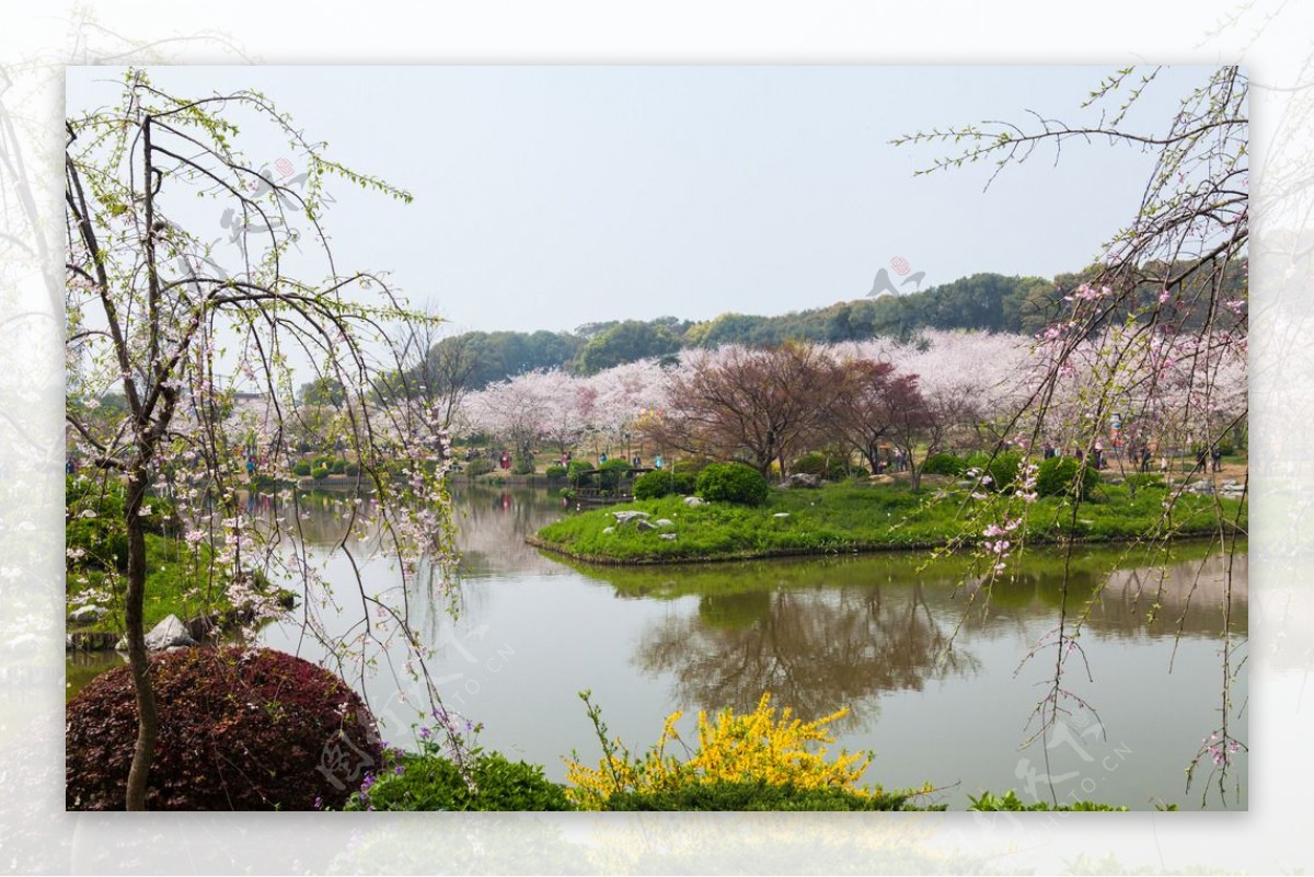 东湖风景区樱花节图片