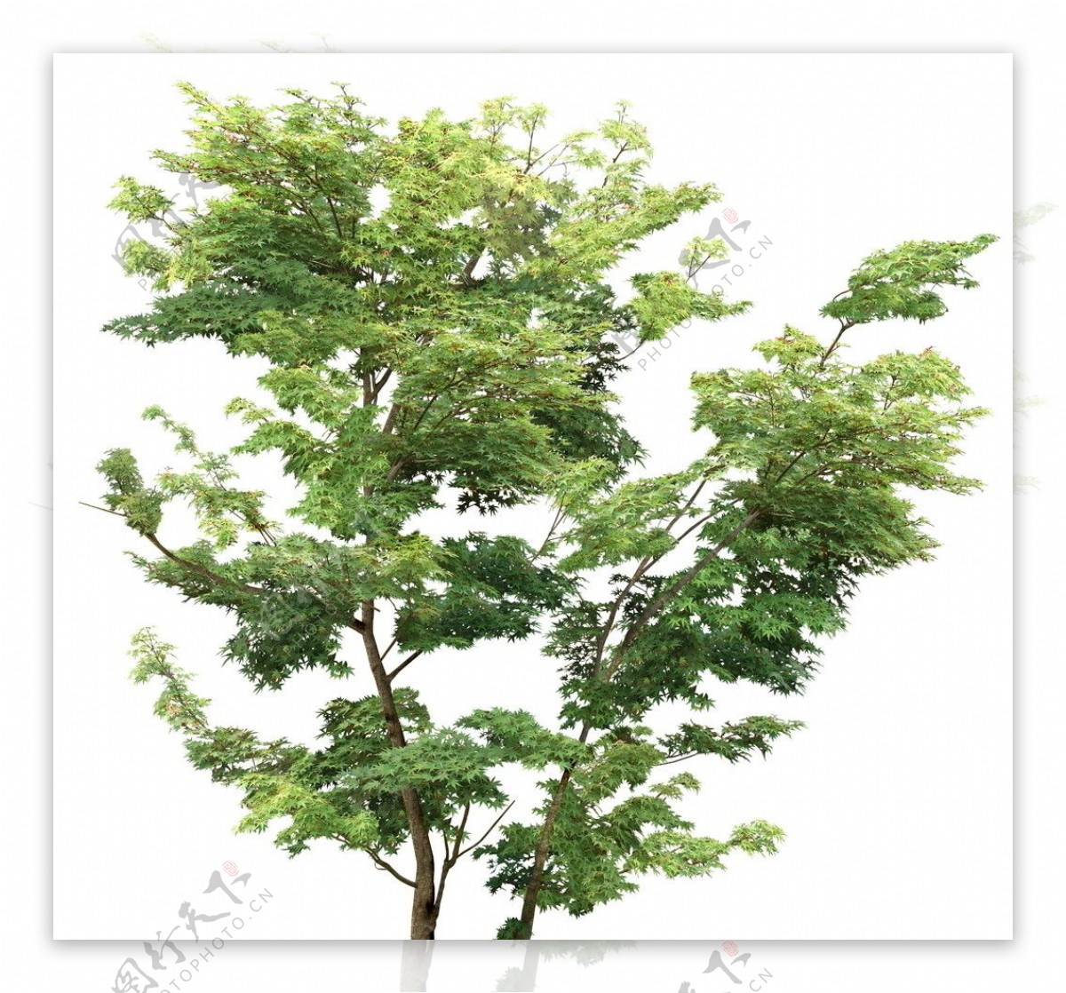 植物素材单个树图片