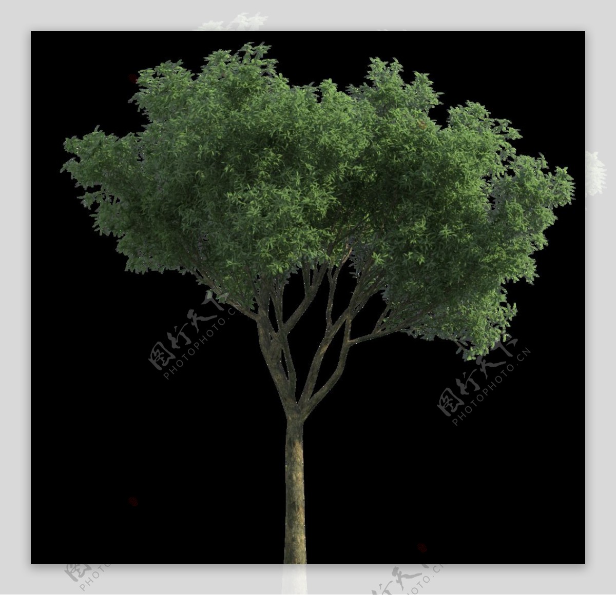 PNG素材树图片