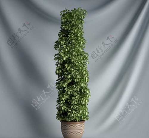 盆栽植物3D模型图片
