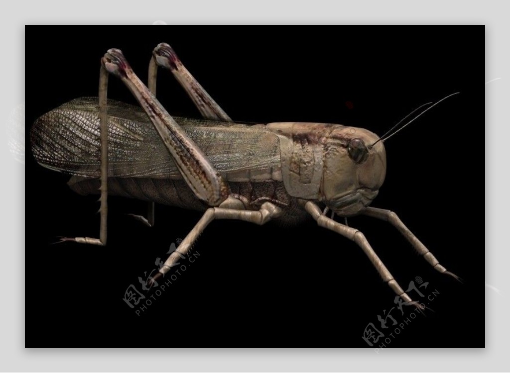 蝗虫max模型图片