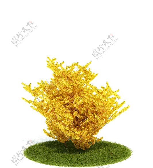 黄色灌木模型图片