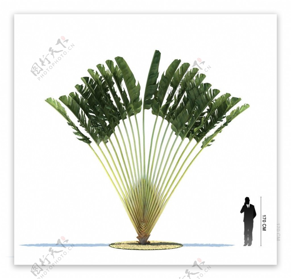 精美植物3D模型图片