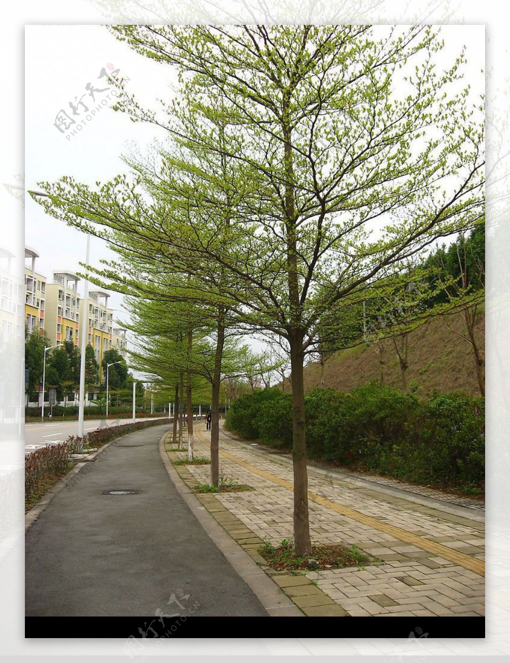广州大学城道路图片