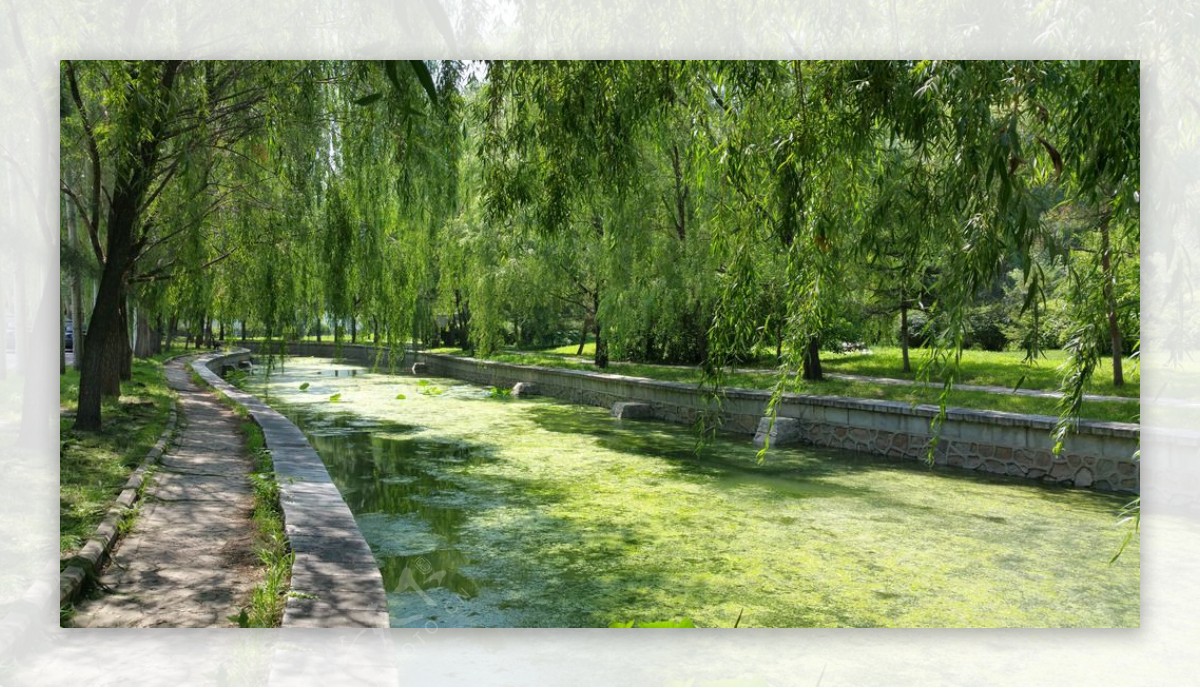 夏天绿色的河水和柳树图片