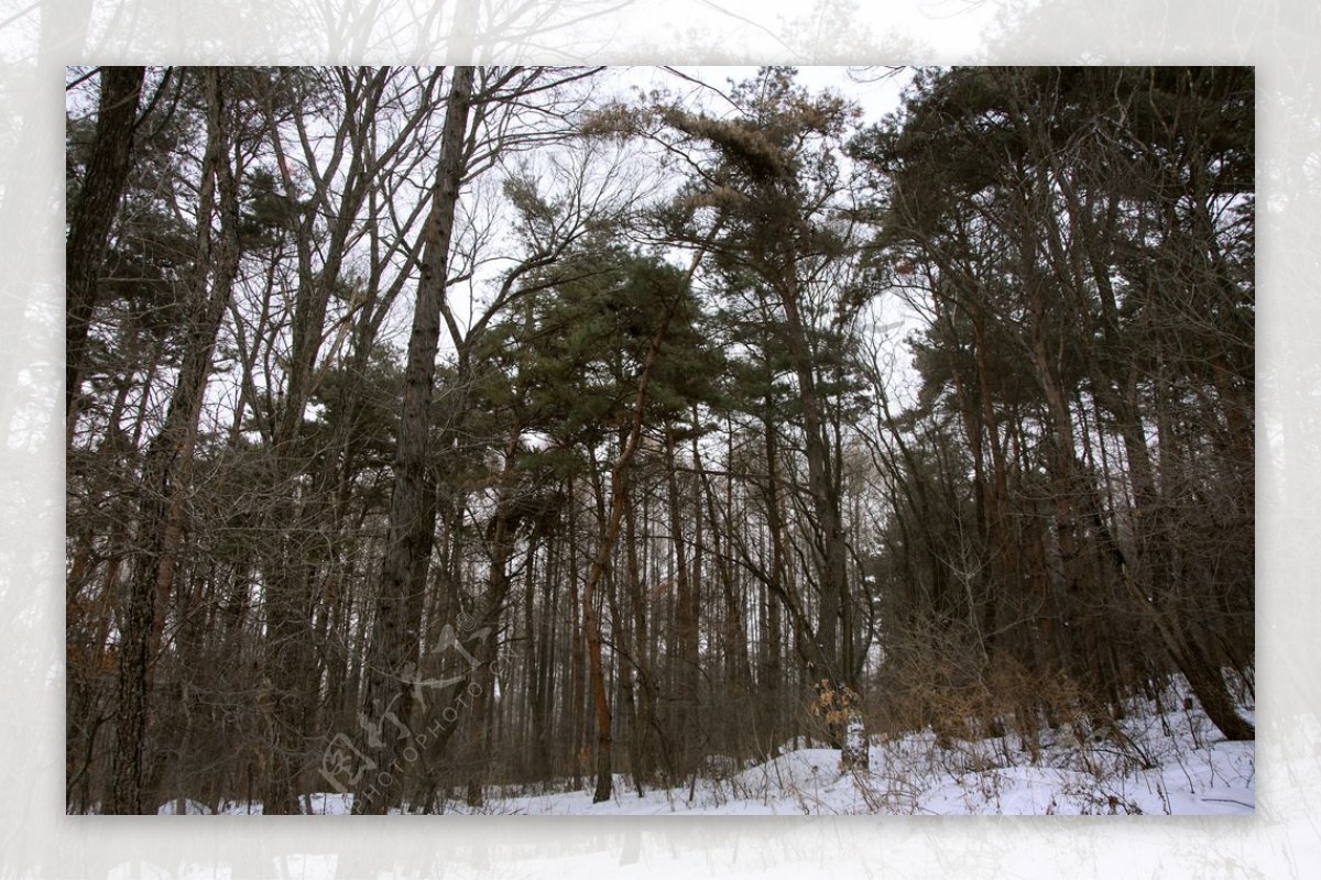 冬季山林图片