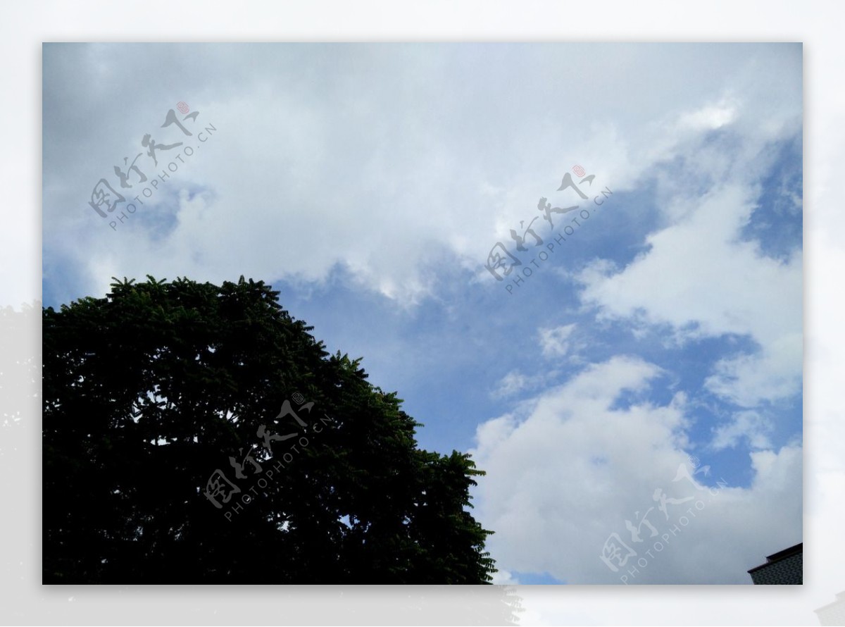 蓝天白云树梢图片