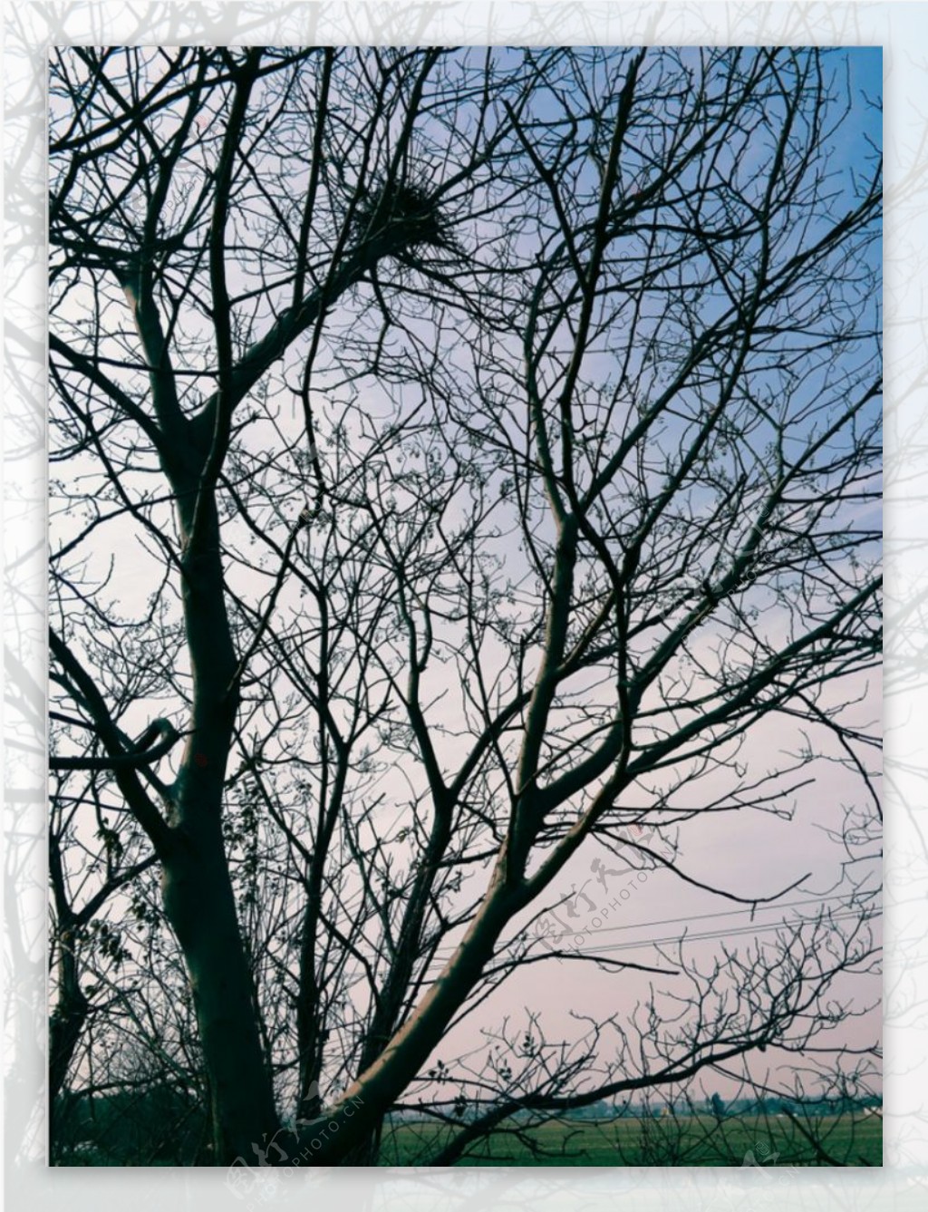 枯藤老树黄昏图片
