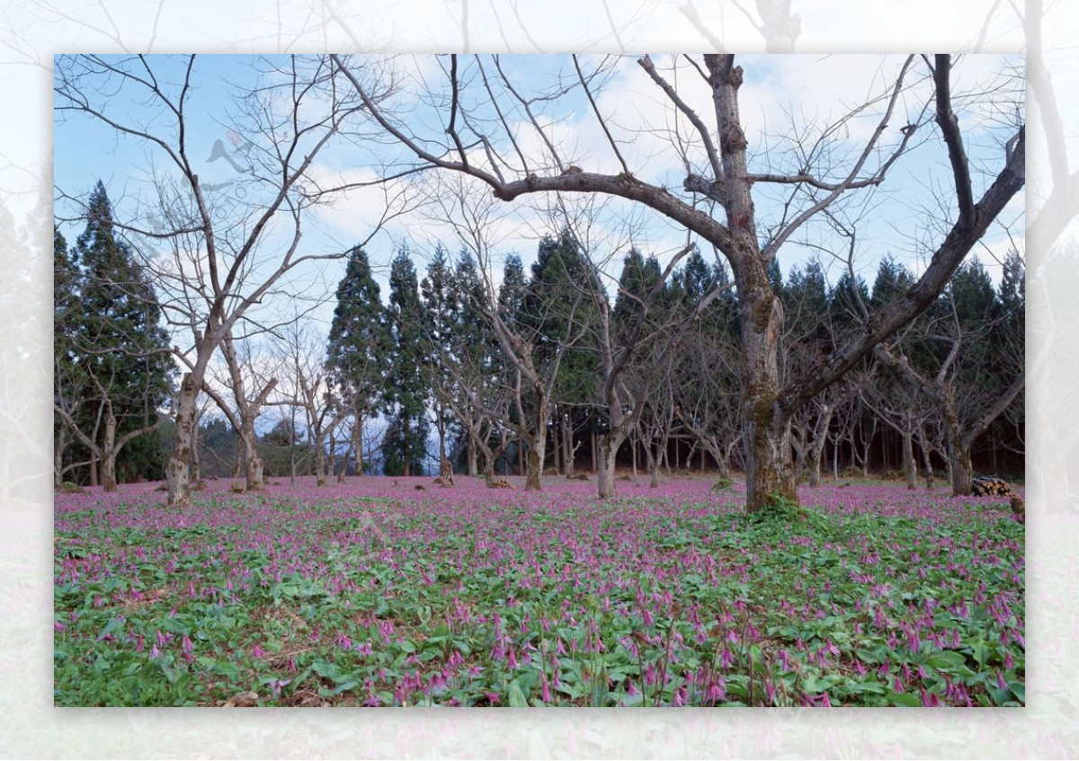 田野风光图片