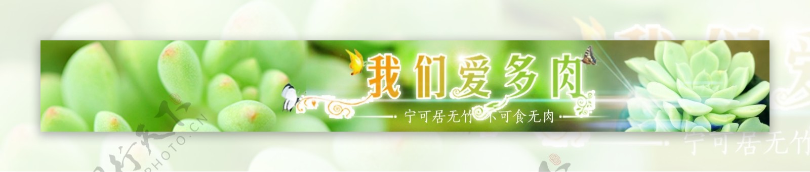 多肉植物Banner图片