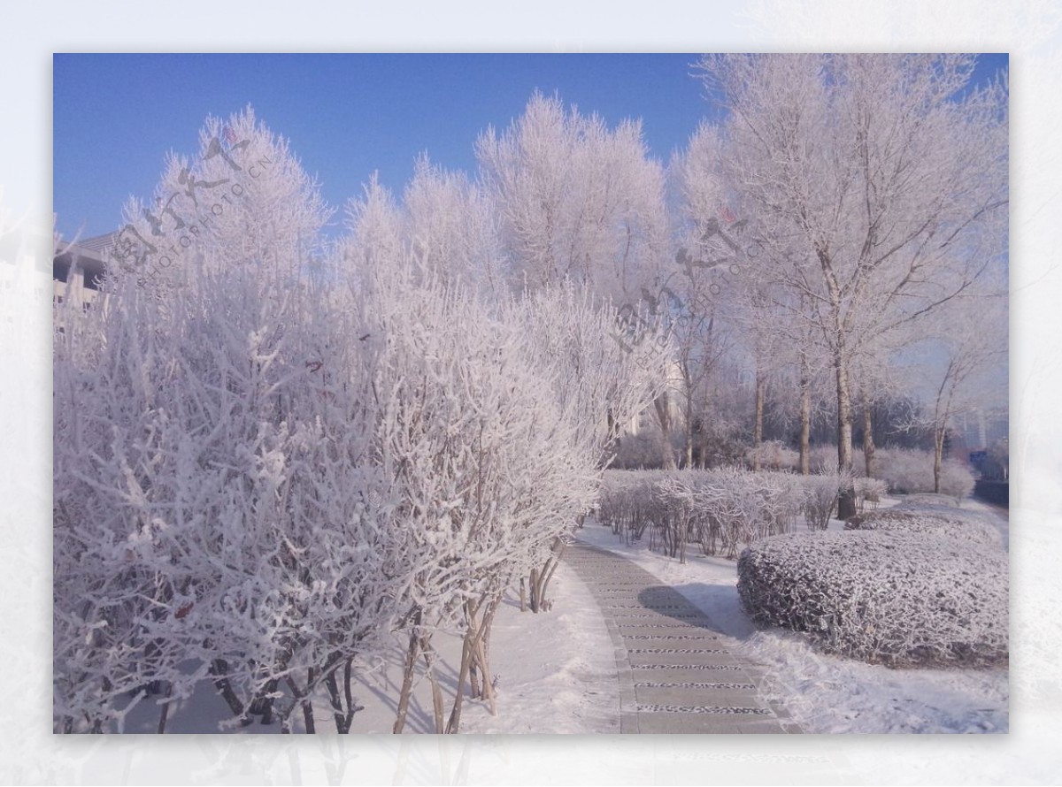 冬季雾凇树挂雪景图片