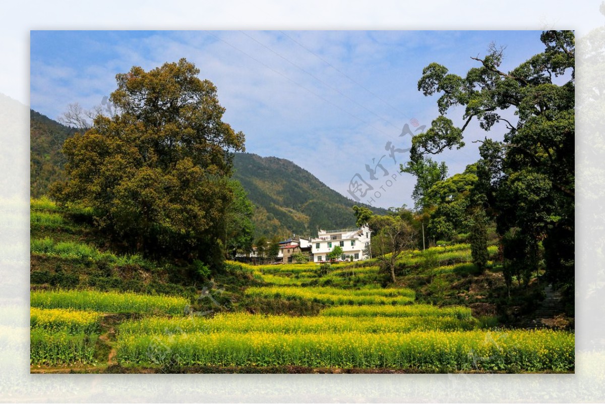 江岭梯田油菜花图片