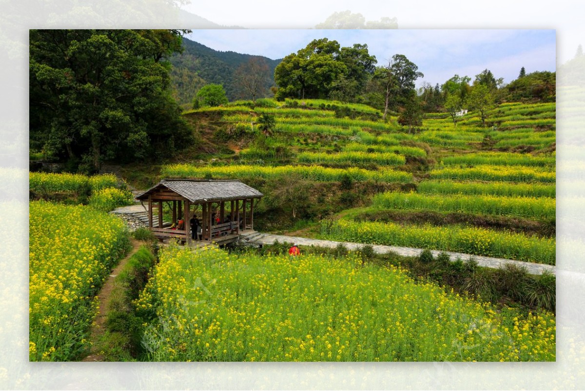 江岭梯田油菜花图片