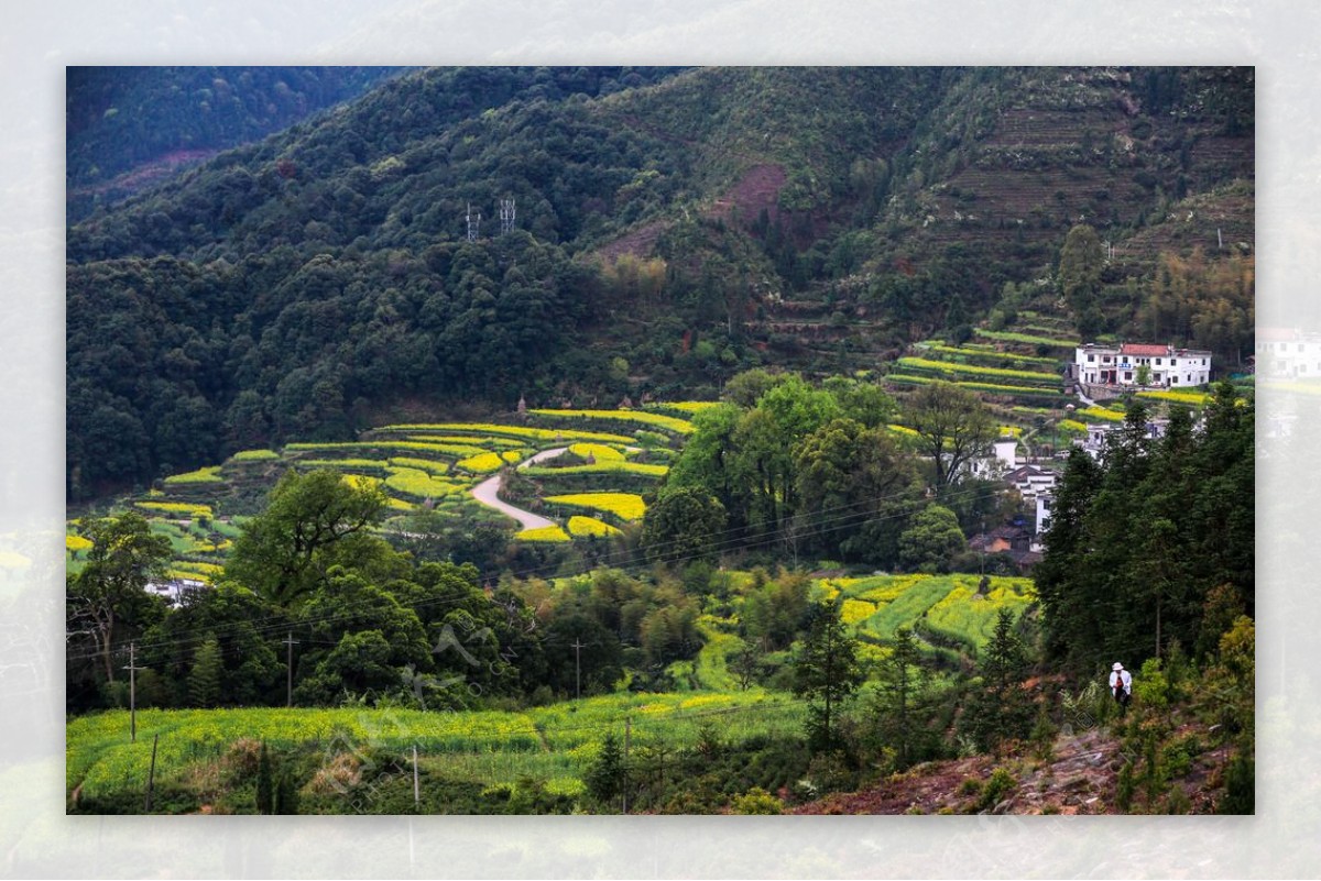 江岭梯田油菜花图片