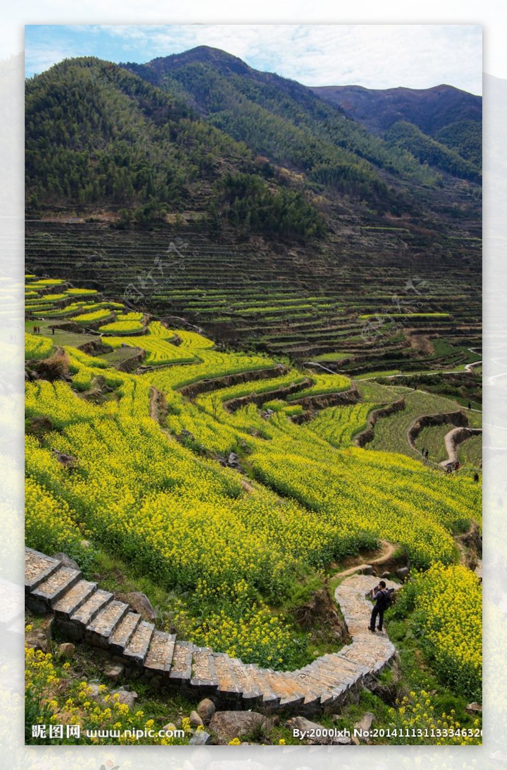 覆卮山梯田油菜花图片