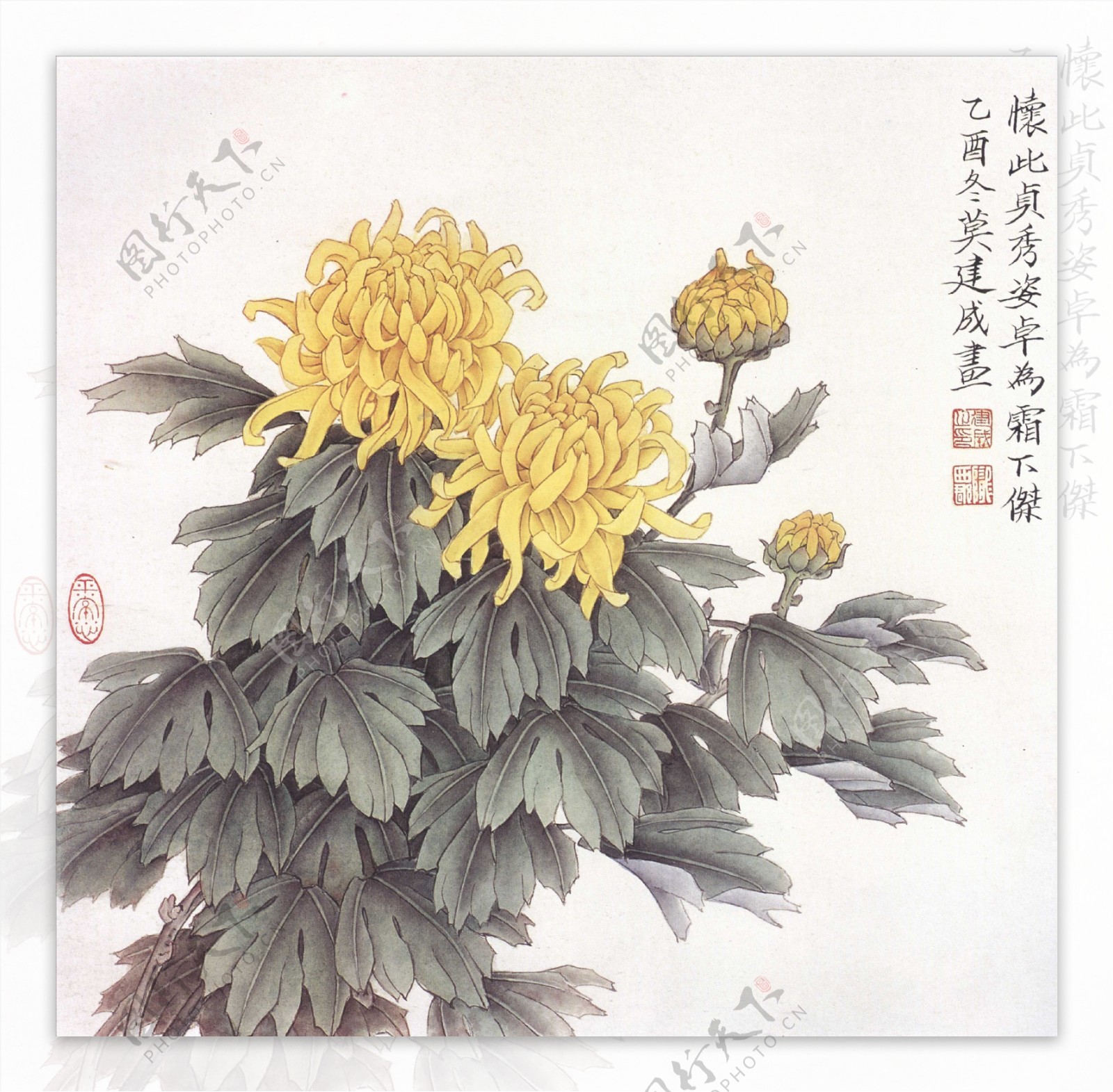 菊花工笔画图片