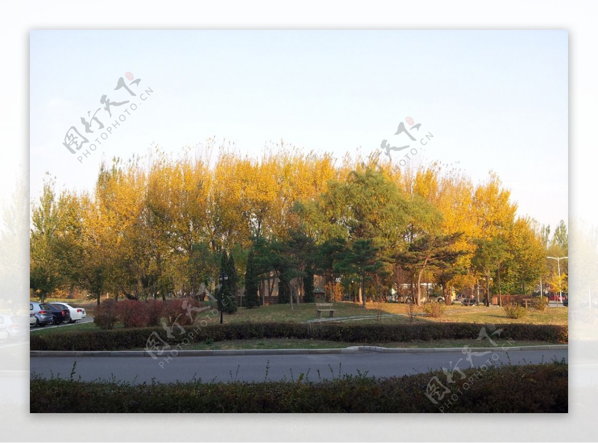 秋天午后的树木图片