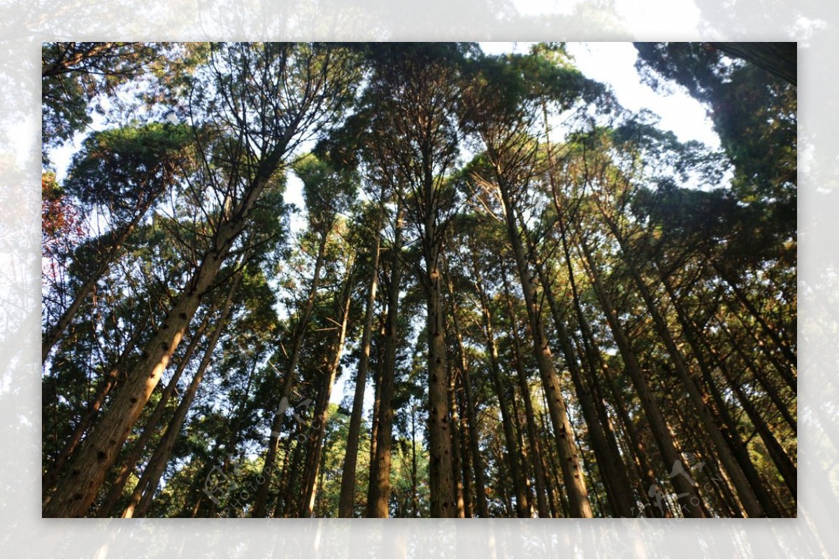 庐山大树森林图片