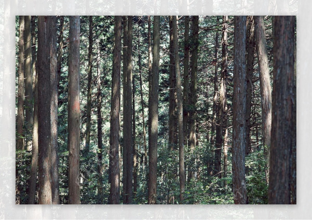 森林摄影图片