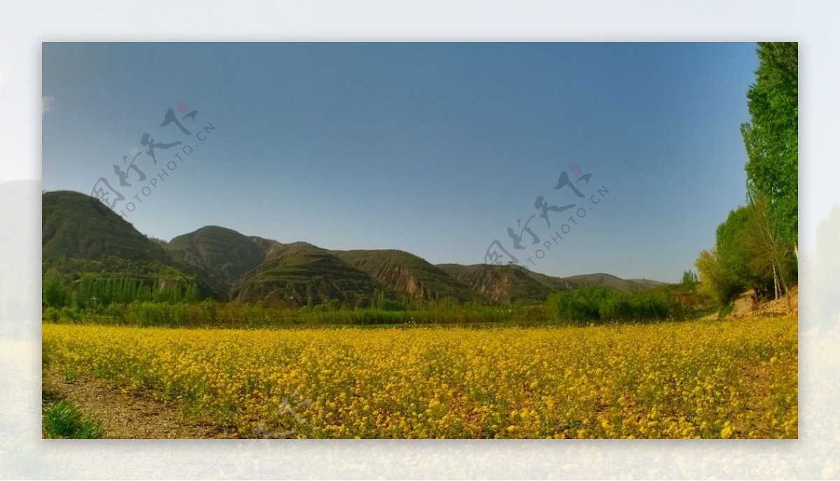 油菜花摄影风景图片