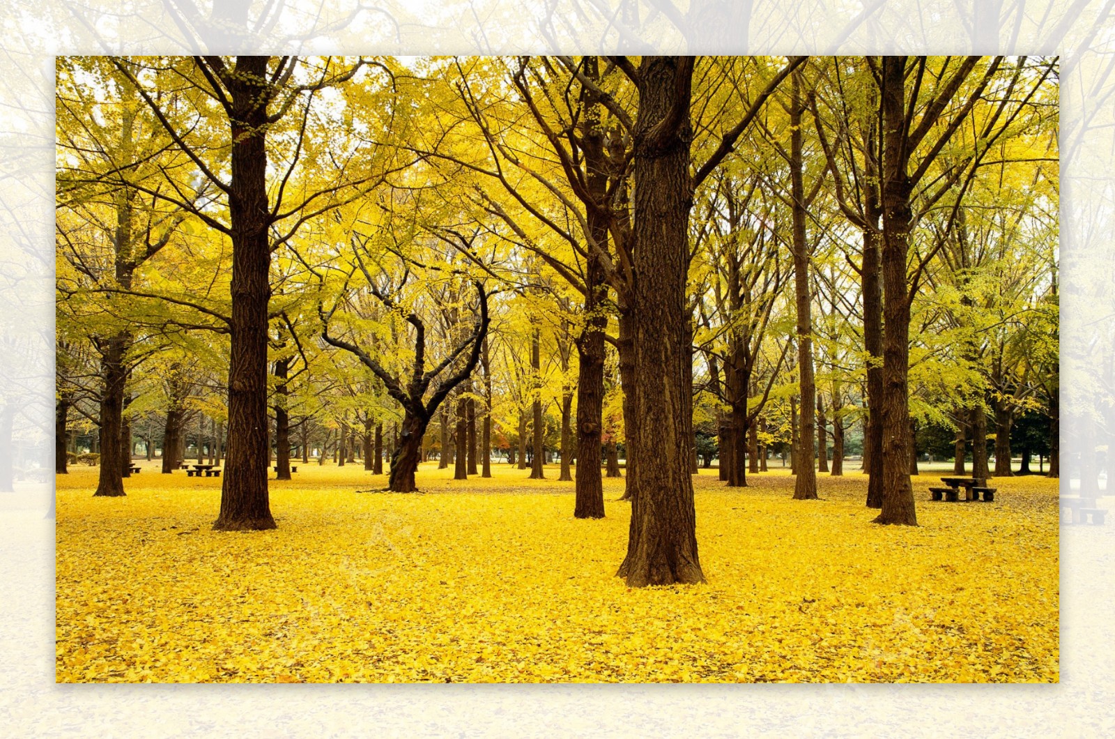 黄色树林图片